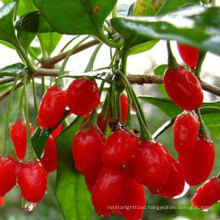 high production Chinese Organic Goji Berries Lycium barbarum plants